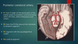 Pcom Cta vascularanatomy of brain by dr budha ram.pptx