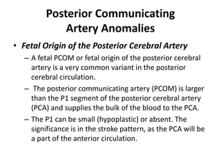 A2 (vertical): from ACOM to
the origin of
the callosomarginal artery
 