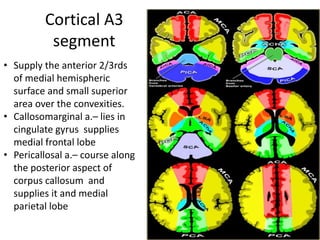 imaging and anatomy of blood supply of brain | PPTX