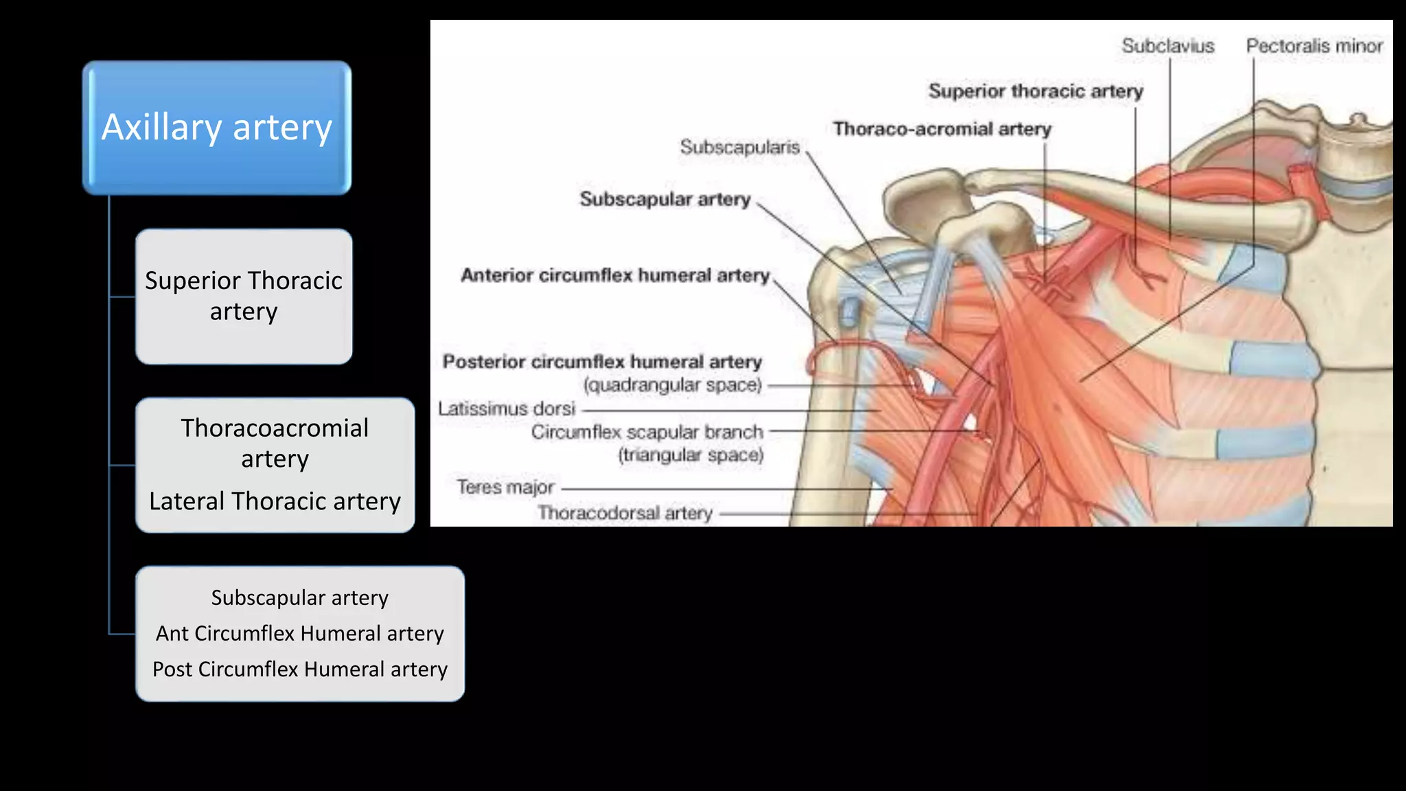 Vascular anatomy of extremities | PPTX