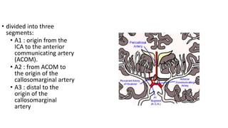 Vascular anatomy of head, [autosaved] | PPTX