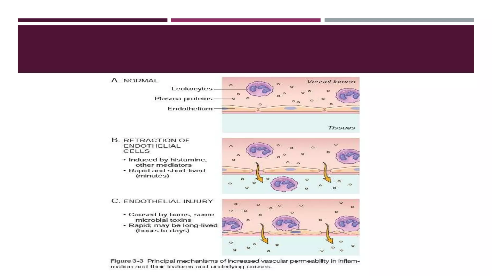 Vascular and cellular events in inflammation | PPTX