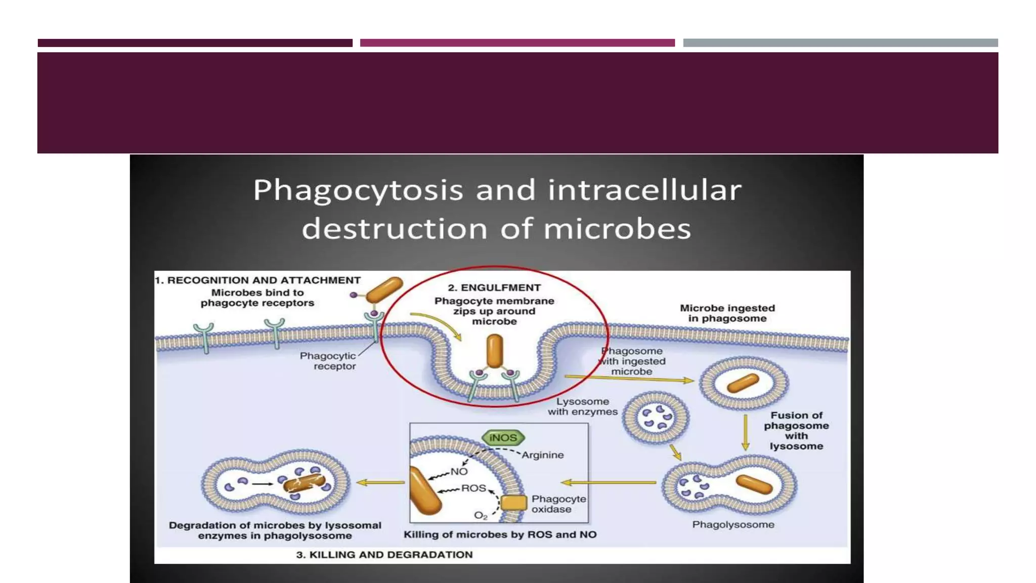 Vascular and cellular events in inflammation | PPTX