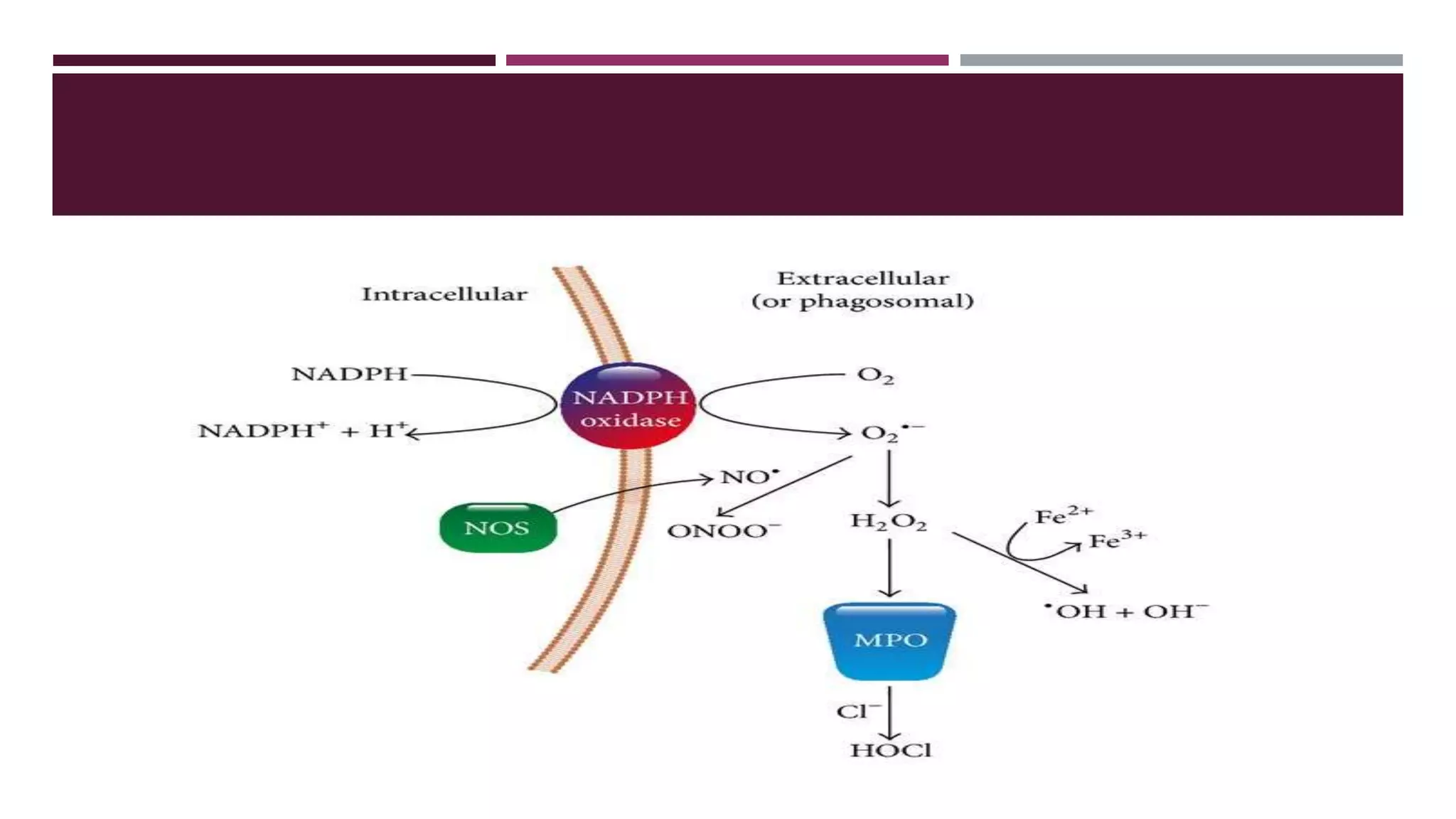 Vascular and cellular events in inflammation | PPTX