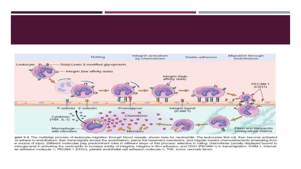 Vascular and cellular events in inflammation