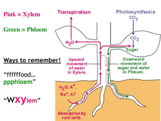 Pink = Xylem
Green = Phloem
Ways to remember!
“ffffffood…
ppphloem”
“wxylem”
 