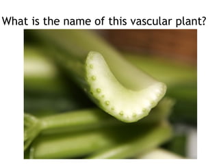 What is the name of this vascular plant?
 