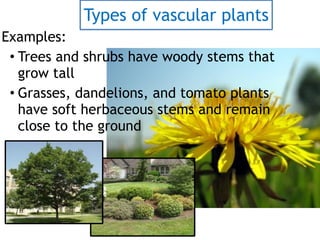 Types of vascular plants
Examples:
• Trees and shrubs have woody stems that
grow tall
• Grasses, dandelions, and tomato plants
have soft herbaceous stems and remain
close to the ground
 