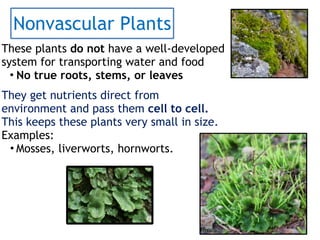 Nonvascular Plants
These plants do not have a well-developed
system for transporting water and food
• No true roots, stems, or leaves
They get nutrients direct from
environment and pass them cell to cell.
This keeps these plants very small in size.
Examples:
• Mosses, liverworts, hornworts.
 
 