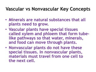 Vascular vs Nonvascular Key Concepts
• Minerals are natural substances that all
plants need to grow.
• Vascular plants have special tissues
called xylem and phloem that form tube-
like pathways so that water, minerals,
and food can move through plants.
• Nonvascular plants do not have these
special tissues. In nonvascular plants,
materials must travel from one cell to
the next cell.
 