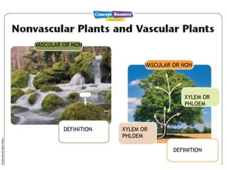 DEFINITION
DEFINITION
XYLEM OR
PHLOEM
XYLEM OR
PHLOEM
VASCULAR OR NON
VASCULAR OR NON
 