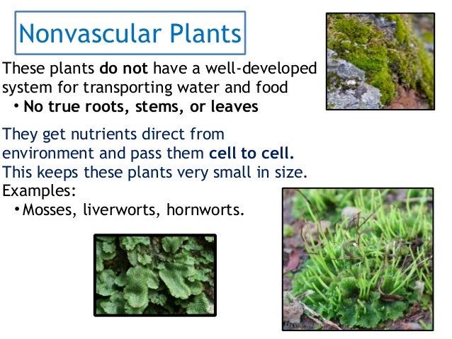 non vascular plant example Plant classification | smore newsletters.