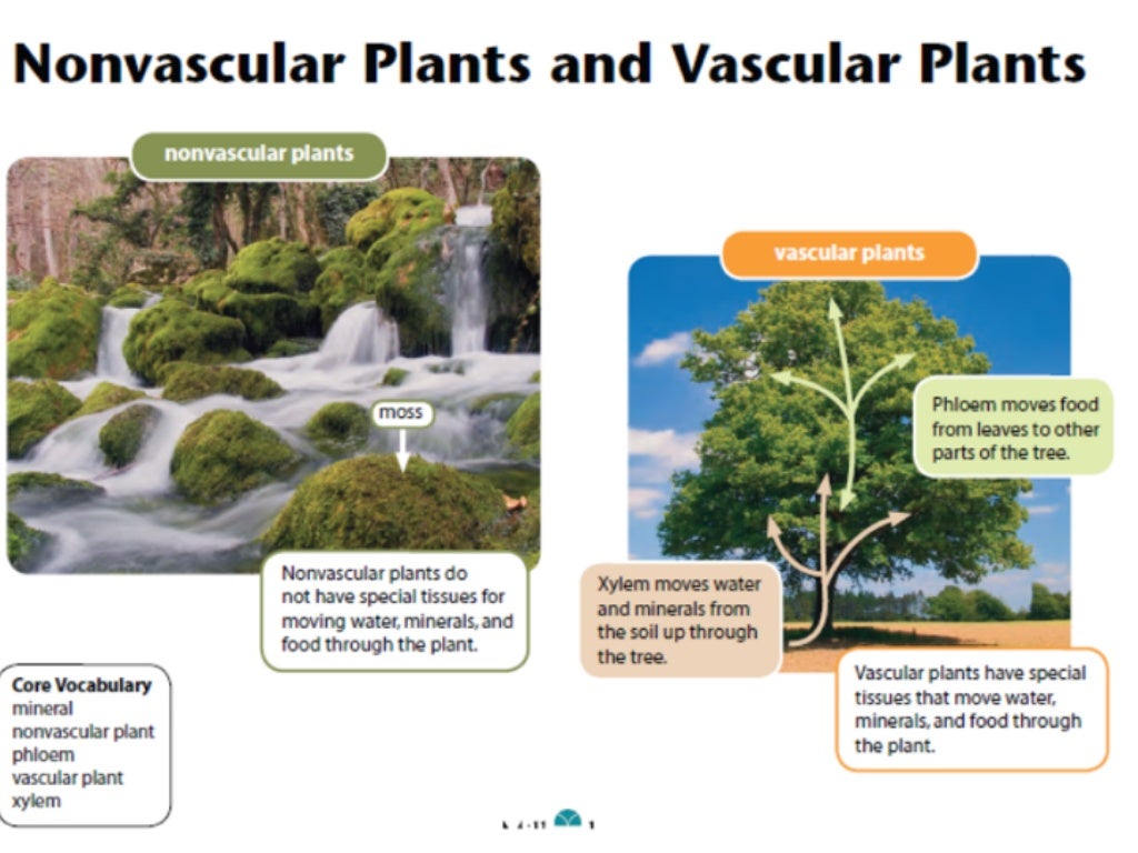 Vascular and Non Vascular Plants