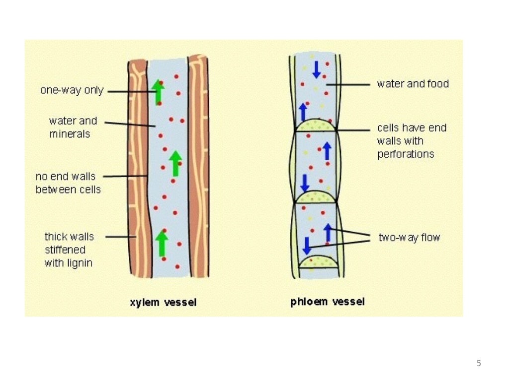 Vascular and Non Vascular Plants
