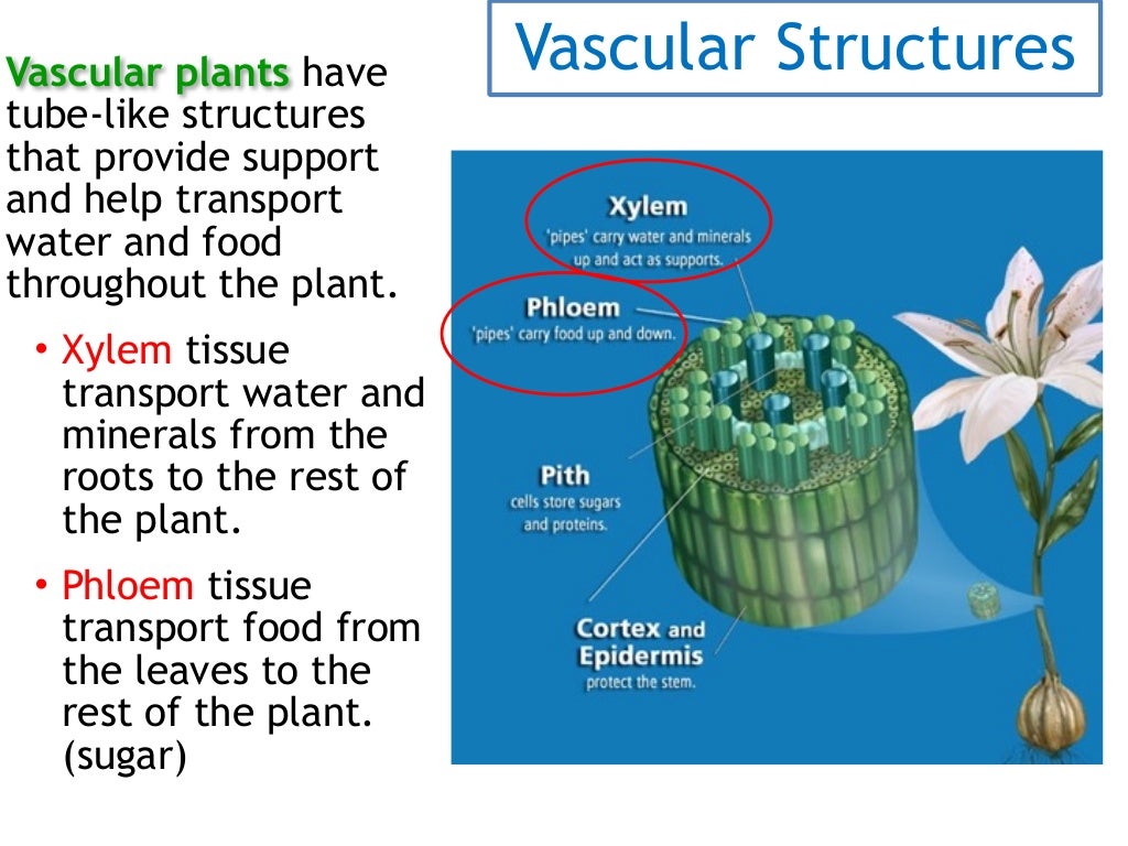Vascular and Non Vascular Plants