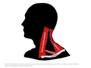 Sievers W, Rathner JA, Green RA, et al. Innervation of supraclavicular adipose tissue: A human cadaveric study. PLoS One.
2020;15(7):e0236286. Published 2020 Jul 23.
 