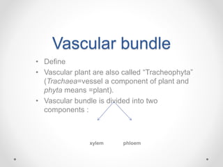 Vascular bundle
• Define
• Vascular plant are also called “Tracheophyta”
(Trachaea=vessel a component of plant and
phyta means =plant).
• Vascular bundle is divided into two
components :
xylem phloem
 