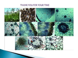 Vascular bundle diversity