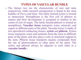  The former two are the characteristic of root and stem
respectively while mesarch arrangement is found in the stem
bundles of Pteris and ferns. The lately formed xylem is termed
as metaxylem. Protophloem is the first cell of phloem to
mature and their development is acropetal in relation to the
centre of axis of organ. The lately formed phloem is termed as
metaphloem. Vascular tissue transports water, minerals, and
sugars to different parts of the plant. Vascular tissue is made of
two specialized conducting tissues: xylem and phloem. Xylem
tissue transports water and nutrients from the roots to different
parts of the plant, and also plays a role in structural support in
the stem. Phloem tissue transports organic compounds from
the site of photosynthesis to other parts of the plant. The
xylem and phloem always lie adjacent to each other in a
vascular bundle .
 