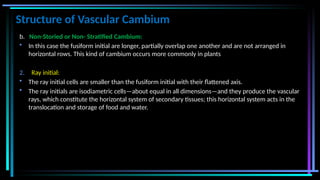 Structure of Vascular Cambium
b. Non-Storied or Non- Stratified Cambium:
• In this case the fusiform initial are longer, partially overlap one another and are not arranged in
horizontal rows. This kind of cambium occurs more commonly in plants
2. Ray initial:
• The ray initial cells are smaller than the fusiform initial with their flattened axis.
• The ray initials are isodiametric cells—about equal in all dimensions—and they produce the vascular
rays, which constitute the horizontal system of secondary tissues; this horizontal system acts in the
translocation and storage of food and water.
 