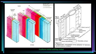 Fusiform initial and Ray initial
 