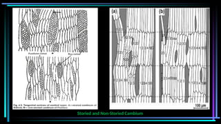 Storied and Non-Storied Cambium
 