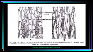 Storied and Non-Storied Cambium
 