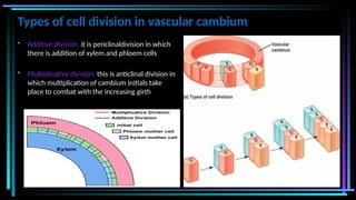 Types of cell division in vascular cambium
• Additive division: it is periclinaldivision in which
there is addition of xylem and phloem cells
• Multiplicative division: this is anticlinal division in
which multiplication of cambium initials take
place to combat with the increasing girth
 