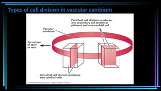 Types of cell division in vascular cambium
 
