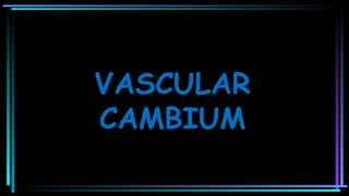VASCULAR
CAMBIUM
 