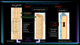 sieve plate
sieve-tube
member
companion
cell (living)
one vessel member
VESSEL
TRACHEIDS
pit in cell wall
PHLOEM SIEVE TUBE
Water
conduction
Sugar
transport
cytoplasm
absent
(cells
dead at
maturity
Xylem Phloem
Angiosperms
Conifers
The vascular cambium produces xylem and phloem
 
