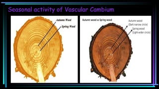 Seasonal activity of Vascular Cambium
 