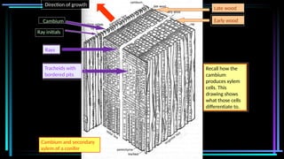 Cambium and secondary xylem of a conifer
Cambium
Ray initials
Late wood
Early wood
Rays
Tracheids with
bordered pits
Cambium and secondary
xylem of a conifer
Direction of growth
Recall how the
cambium
produces xylem
cells. This
drawing shows
what those cells
differentiate to.
 
