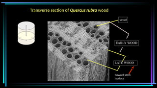 vessel
LATE WOOD
EARLY WOOD
toward stem
surface
Transverse section of Quercus rubra wood
 