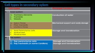 Cell types in secondary xylem
 