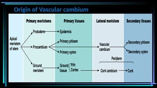 Origin of Vascular cambium
 