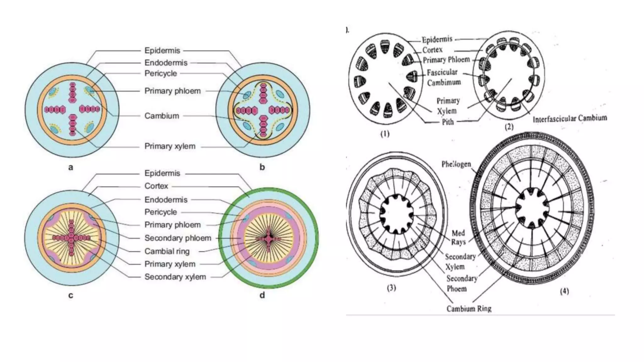 Vascular cambium gurpreet s | PPT