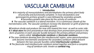 VASCULAR CAMBIUM
• Introduction
# In majority of monocotyledons and pteridophytes the primary plant body
structurally and functionally complete. In most dicotyledons and
gymnosperms,primary growth is soon followed by secondary growth.
# Secondary growth take place by the activity of cambium
# The vascular cambium Is a lateral meristem. It is a continuous sheath of the
meristematics cells. The vascular cambium increase the diameter or girth of plant by
secondary growth .
#Cambium divide and produce the new cells toward the inner as well as outer side.
# In dicot stem the first procambium that develops from promeristem present in the
form of patches in each vascular bundle between the primary phloem and primary
xylem called intrafascicular cambium or fascicular cambium.
# The new cambium develop from the interfascicular region, some parenchymatous
cells become meristematic and forme the secondary cambium which present
between the two vascular bundles called interfascicular cambium .
# The fascicular and interfascicular cambium joined together and form a complete
ring of cambium cells known as cambial ring.
 