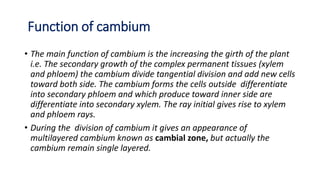 Function of cambium
• The main function of cambium is the increasing the girth of the plant
i.e. The secondary growth of the complex permanent tissues (xylem
and phloem) the cambium divide tangential division and add new cells
toward both side. The cambium forms the cells outside differentiate
into secondary phloem and which produce toward inner side are
differentiate into secondary xylem. The ray initial gives rise to xylem
and phloem rays.
• During the division of cambium it gives an appearance of
multilayered cambium known as cambial zone, but actually the
cambium remain single layered.
 