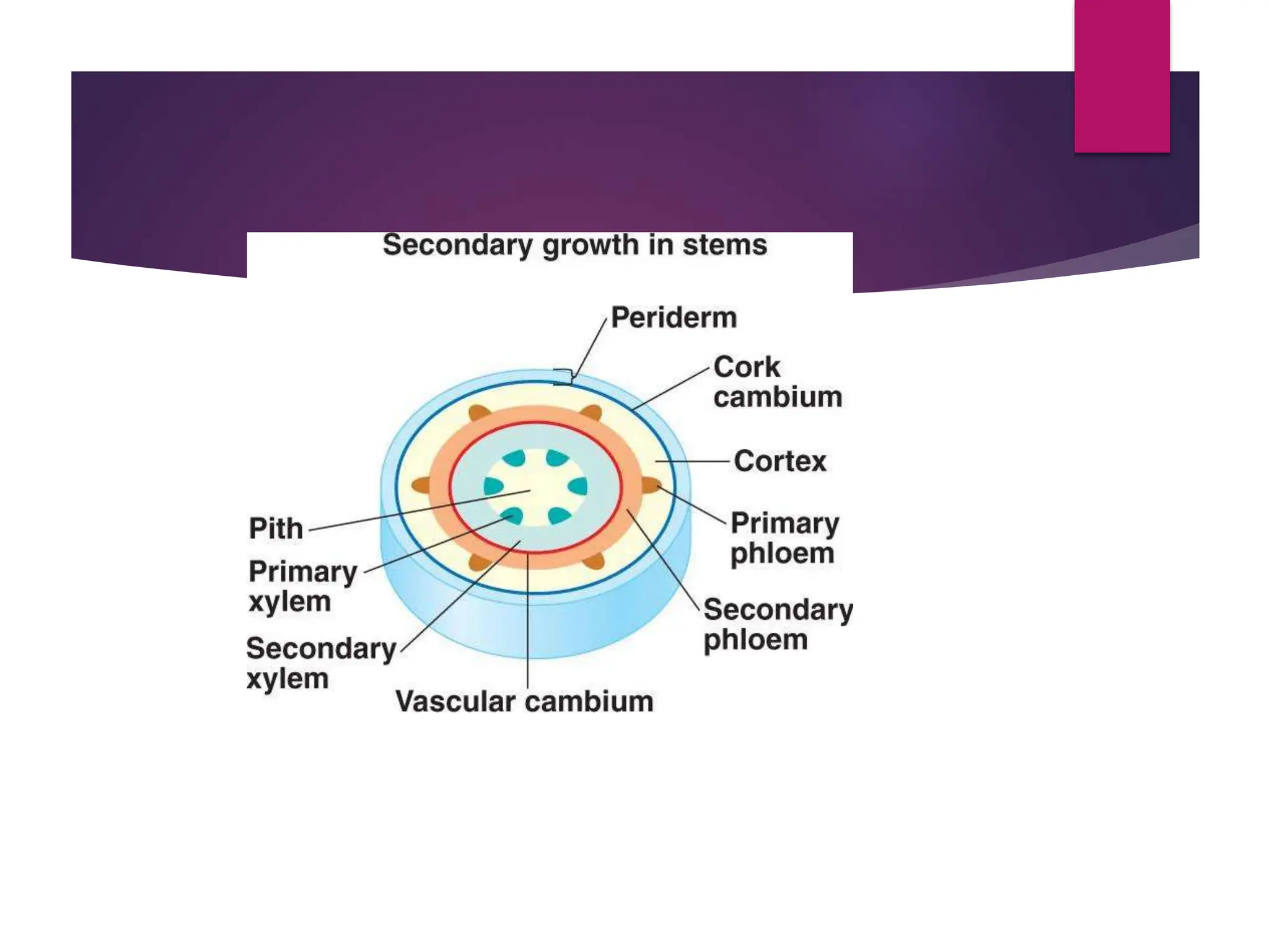 VASCULAR CAMBIUM Repaired plants anatomy | PPT