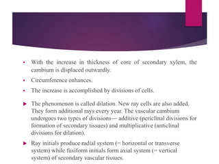  With the increase in thickness of core of secondary xylem, the
cambium is displaced outwardly.
 Circumference enhances.
 The increase is accomplished by divisions of cells.
 The phenomenon is called dilation. New ray cells are also added.
They form additional rays every year. The vascular cambium
undergoes two types of divisions— additive (periclinal divisions for
formation of secondary tissues) and multiplicative (anticlinal
divisions for dilation).
 Ray initials produce radial system (= horizontal or transverse
system) while fusiform initials form axial system (= vertical
system) of secondary vascular tissues.
 