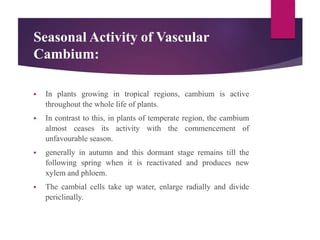 Seasonal Activity of Vascular
Cambium:
 In plants growing in tropical regions, cambium is active
throughout the whole life of plants.
 In contrast to this, in plants of temperate region, the cambium
almost ceases its activity with the commencement of
unfavourable season.
 generally in autumn and this dormant stage remains till the
following spring when it is reactivated and produces new
xylem and phloem.
 The cambial cells take up water, enlarge radially and divide
periclinally.
 