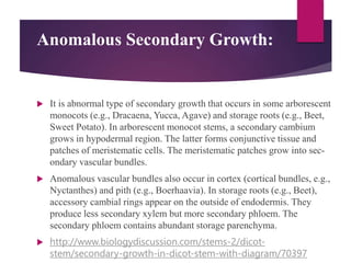 Anomalous Secondary Growth:
 It is abnormal type of secondary growth that occurs in some arborescent
monocots (e.g., Dracaena, Yucca, Agave) and storage roots (e.g., Beet,
Sweet Potato). In arborescent monocot stems, a secondary cambium
grows in hypodermal region. The latter forms conjunctive tissue and
patches of meristematic cells. The meristematic patches grow into sec-
ondary vascular bundles.
 Anomalous vascular bundles also occur in cortex (cortical bundles, e.g.,
Nyctanthes) and pith (e.g., Boerhaavia). In storage roots (e.g., Beet),
accessory cambial rings appear on the outside of endodermis. They
produce less secondary xylem but more secondary phloem. The
secondary phloem contains abundant storage parenchyma.
 http://www.biologydiscussion.com/stems-2/dicot-
stem/secondary-growth-in-dicot-stem-with-diagram/70397
 