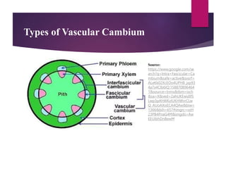 Types of Vascular Cambium
Source:
https://www.google.com/se
arch?q=Intra+Fascicular+Ca
mbium&safe=active&sxsrf=
ALeKk02XcEOo4UPH8_jxp93
4a7x4Clb6IQ:158870896464
1&source=lnms&tbm=isch
&sa=X&ved=2ahUKEwidlfS
Lwp3pAhWKzIUKHWvrCLw
Q_AUoAXoECA4QAw&biw=
1366&bih=657#imgrc=vzH
23PB4PnaG4M&imgdii=Aw
EEUlbhDnBewM
 