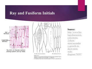 Ray and Fusiform Initials
Source:
http://www.bio
logydiscussion.
com/stems-
2/dicot-
stem/secondar
y-growth-in-
dicot-stem-
with-
diagram/70397
 