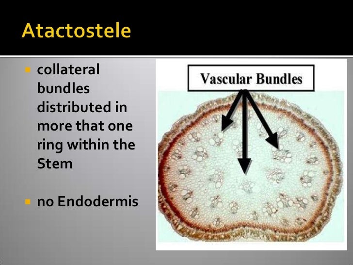Vascular Cryptogams Postlab