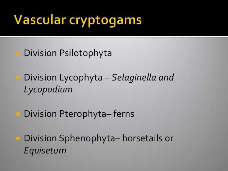 Vascular Cryptogams Postlab