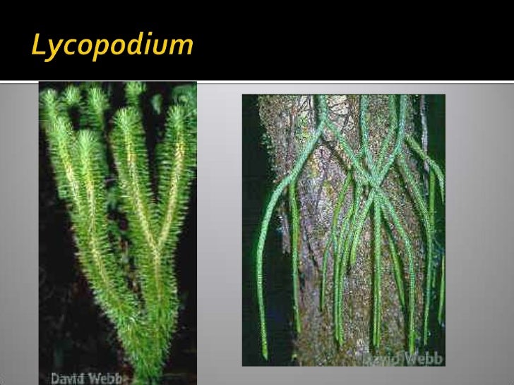 Vascular Cryptogams Postlab