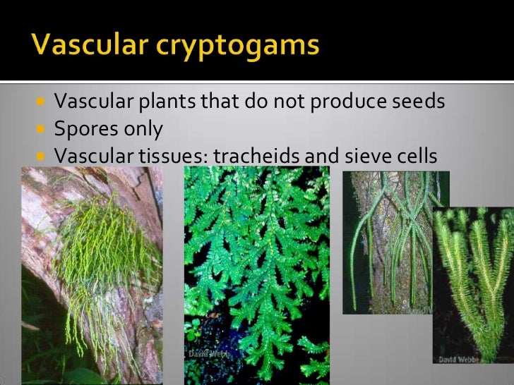 Vascular Cryptogams Postlab