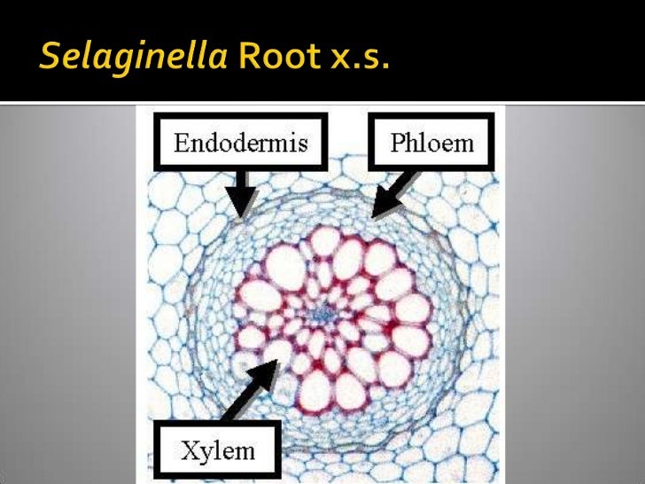 Vascular Cryptogams Postlab